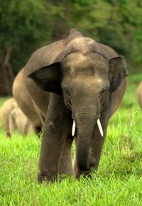 انقراض فیل آسیایی